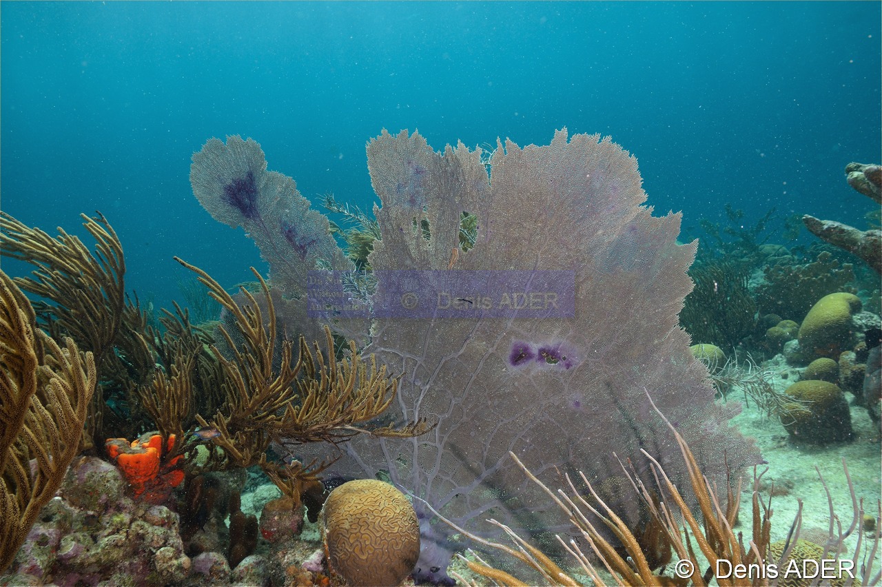 Gorgonia ventalina Gorgone evantail violette-Bonaire Tolo-13m-20180223-Denis-ADER-DSC_7696_tn.jpg